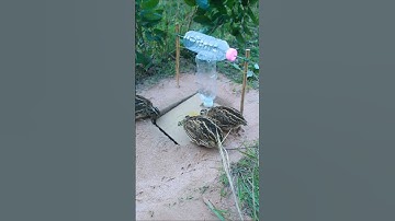 Creative New Trap Using Bottle and paper - Quail trap #shorts #birds #simple  trap