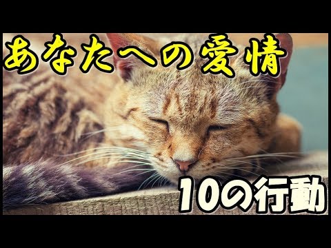 【衝撃】ネコがあなたに愛情を示しているか分かる10の行動パターンとは？
