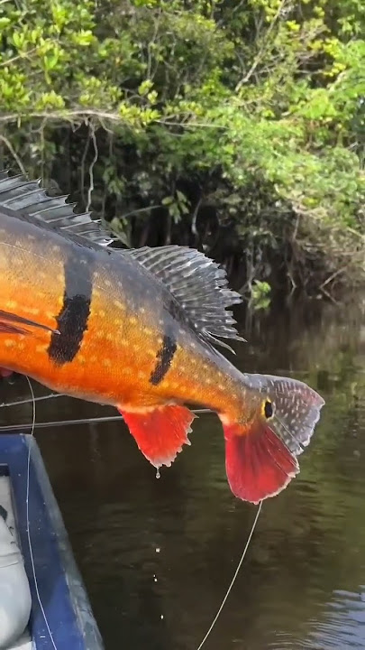 mancing pbass nih #peacockbass