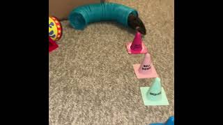My sweet old rat Olive doing a fun agility course! #shorts