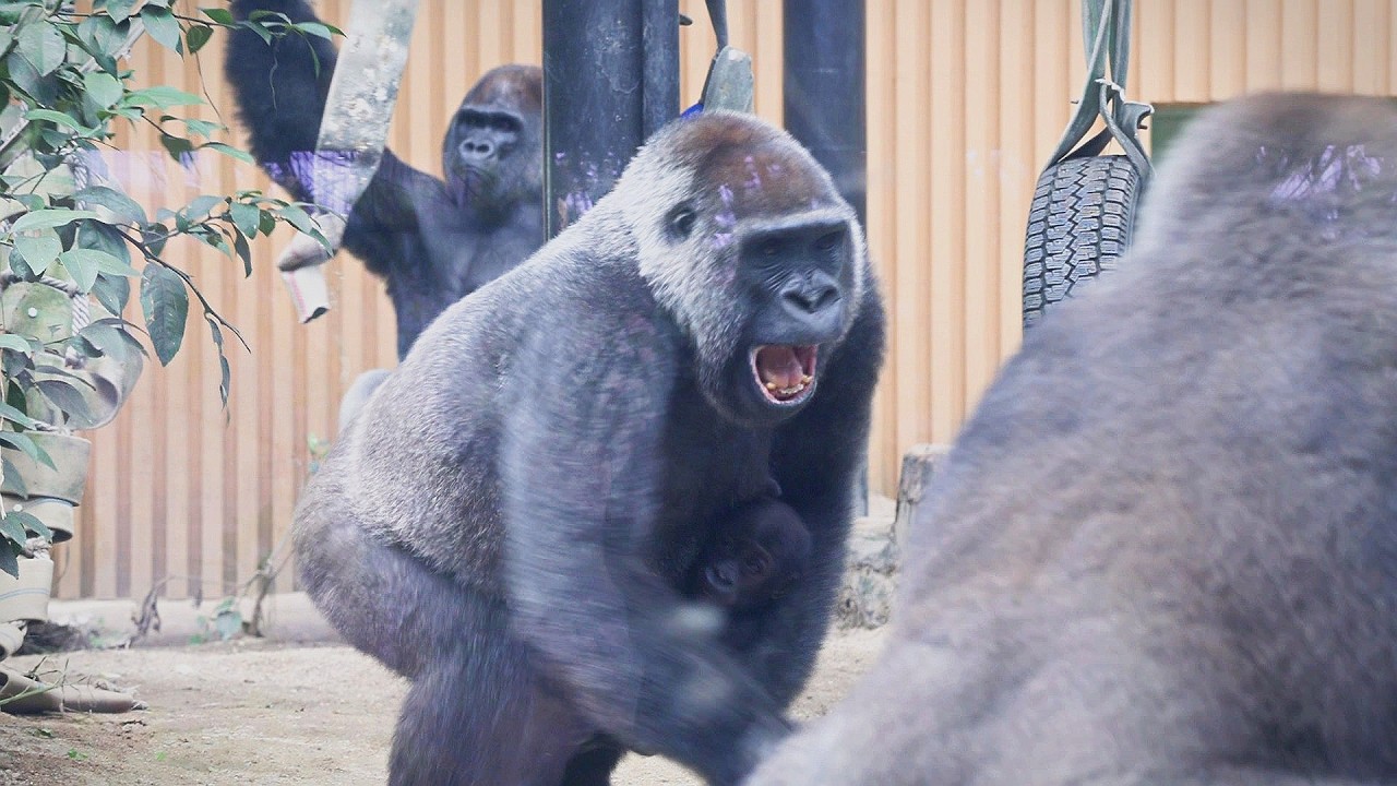 Super Mom Gorilla Genki Juggles Baby Care and Big Brother | Kyoto