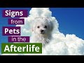 Animals in the Afterlife - the Top 5 Signs from Your Pet Angel - Animal Communicator explains them