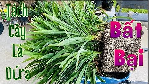 Bí Quyết Tách Cây Lá Dứa Bất Bại. 100% CÂY SỐNG, 100% RỄ CHÙM. Hai Cách Trồng Cây Lá Dứa CHƯA CÓ RỄ.