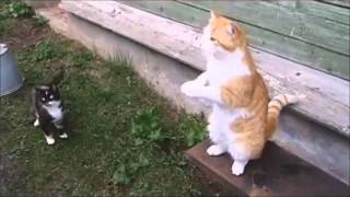 Русские коты )))...