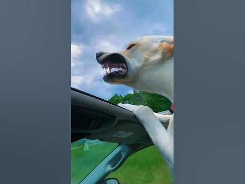 #собака #улыбка #смешноевидео #смешно #подпишись - YouTube
