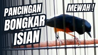 Pancingan Murai Batu Agar Emosi Gacor Dan Bongkar Isian