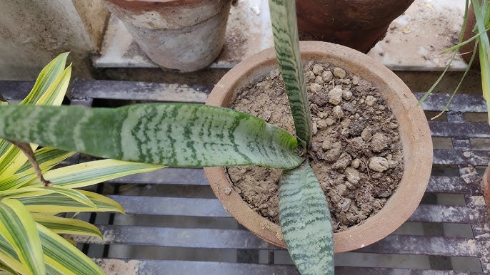 How To Plant Grow And Care For Sansevieria Hallii: Expert Tips