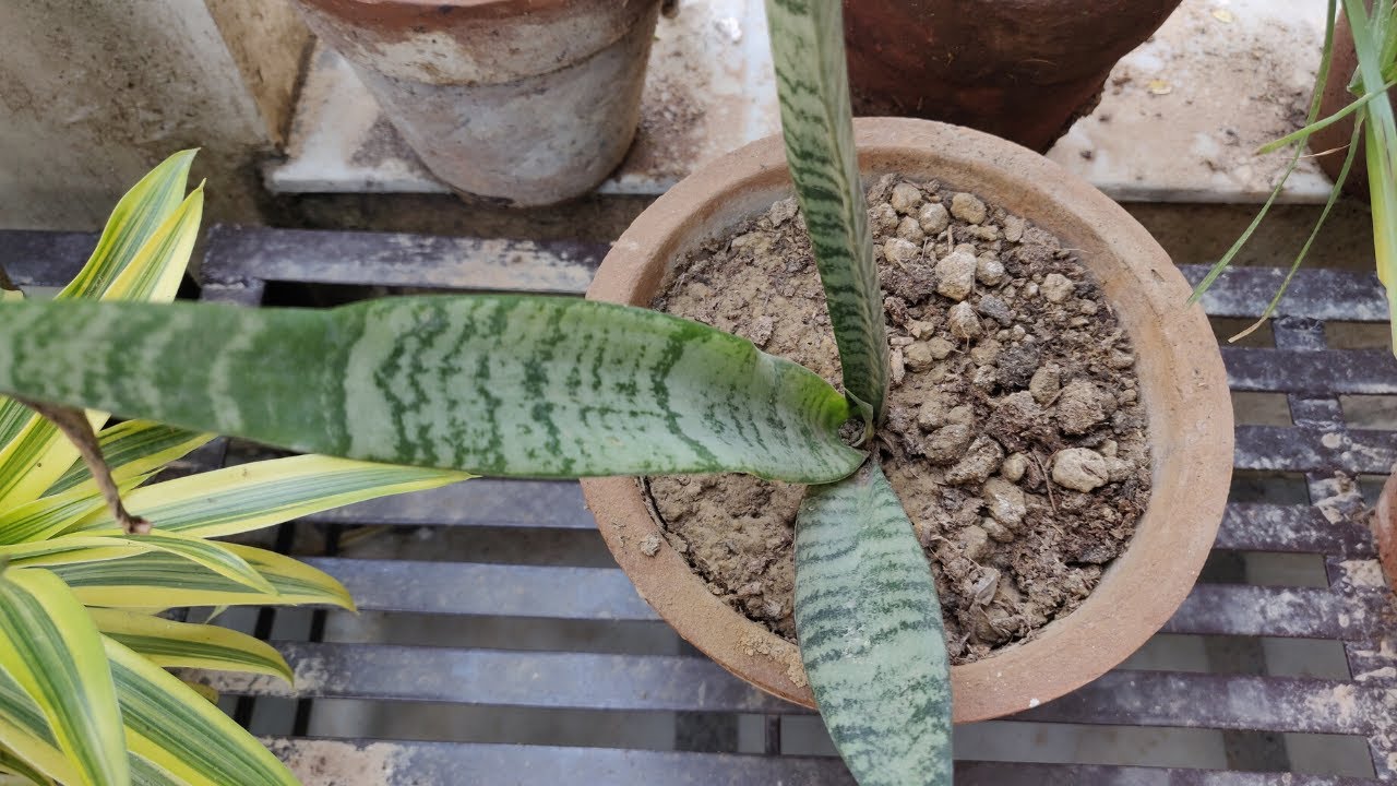 Snake Plant की देखभाल - How To Grow & Care Snake Plant / Mother In Law