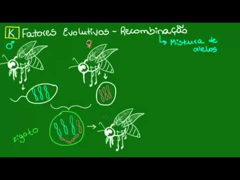 Vídeo: O processo de meiose produz recombinação genética?