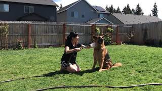 Bath Time for German Shepherd by Meet the Chows 721 views 9 months ago 1 minute, 13 seconds