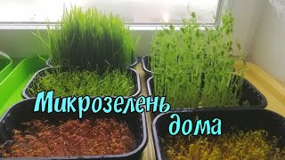 Микрозелень дома/Выращиваю витамины
