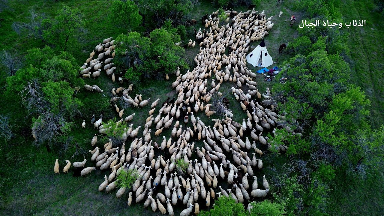 كلاب الكانجال تطارد الذئب الأسود- هجرة الراعي إلى الغابة