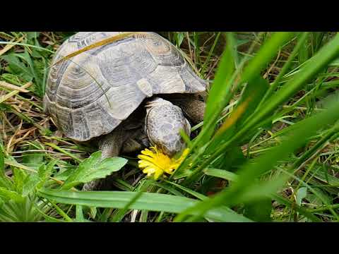 კუს უბრალოდ კამერა მივუშვირე და ჭამა დაიწყო :) turtle - slow motion, Eats a flower.