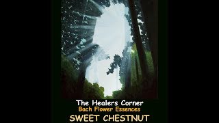 BACH FLOWER ESSENCES - Sweet Chestnut
