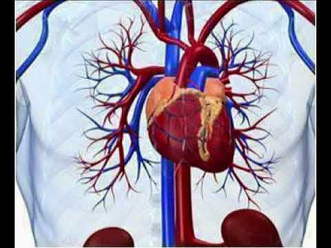 Video: Defekti Kongjenital I Zemrës (defekti Septal I Atriumit) Në Qen