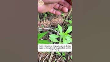 Sâm đương quy là một loại thảo dược quý giá trong y học cổ truyền .