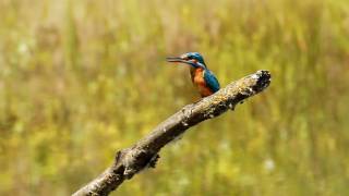 Eisvogel