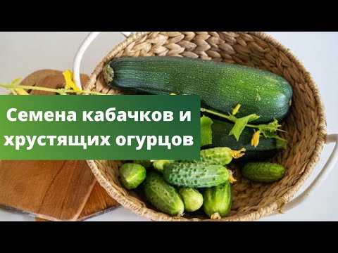 КРАСАВЦЫ-КАБАЧКИ И ХРУСТЯЩИЕ ОГУРЧИКИ | Выбираем лучшие семена