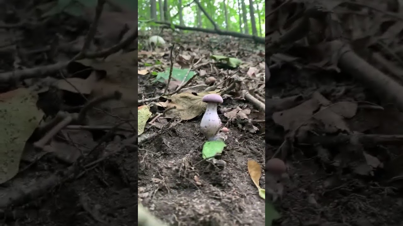Laccaria ochropurpurea, Purple-Gilled Laccaria or Purple-and-White Decievers 