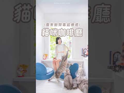 羅東新開幕超療癒貓咪咖啡廳，低消150元 #羅東 #貓咪咖啡廳