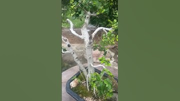 Streblus Asper Bonsai