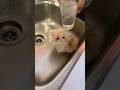 #JasonDeruloTV // Kitten’s First Bath 🥹 TT @kittyyy335