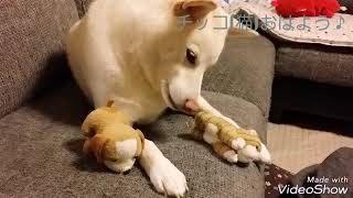 ぬいぐるみのお尻の臭いが気になってしまう柴犬