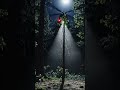 a helicopter land in horron forest