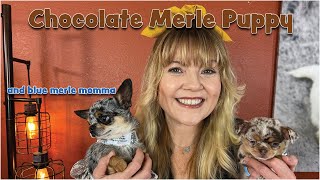 Chocolate Merle Chihuahua Puppy & Blue Merle Momma | Sweetie Pie Pets by Kelly Swift by Sweetie Pie Pets 994 views 2 months ago 3 minutes, 52 seconds