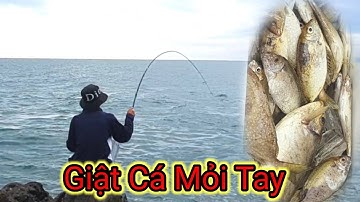 VUONG LT VLOG | câu cá biển | Khi cá giò áp ghành Bãi Xếp A,E đi đông như ngày hội