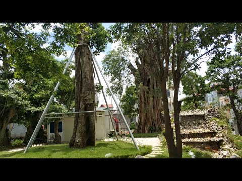 Video SH.2828.Cây Bằng Lăng ghép Tường Vi đã có tại Hà Nội. - youtube