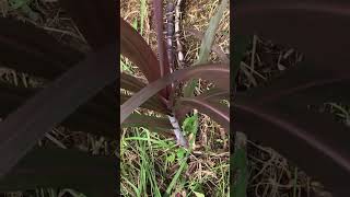 Download Lagu TEBU IRENG HITAM ‼️ OBAT DIABETES DAN LAIN-LAIN ‼️ JANGAN PERCAYA BISA USIR SETAN ‼️ 2023 #Shorts MP3