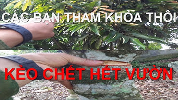 Khoanh gốc Vải khi lộc còn non - đỏ, giúp hạn chế ra lộc đông và ra hoa đậu quả đẹp.