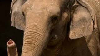 Asian Elephant Trumpet 2