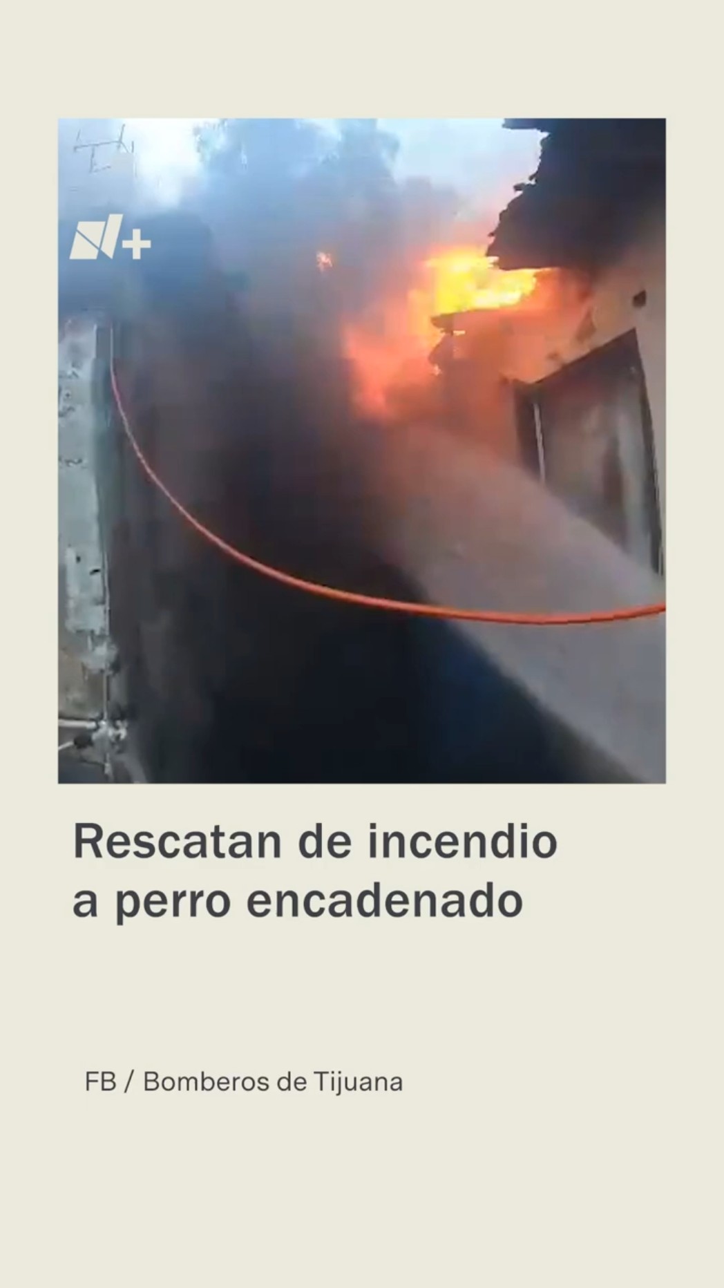 Bomberos rescatan a perro a punto de morir en incendio - N+ #Shorts