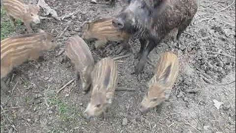 wild pigs