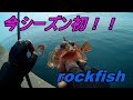 【ロックフィッシュ】2019年シーズン初！！rockfishゲーム　令和元年を占う釣行！！今後はエギング[Rockfish] This season's first! ! rockfish game