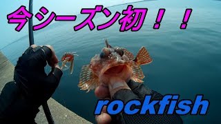 【ロックフィッシュ】2019年シーズン初！！rockfishゲーム　令和元年を占う釣行！！今後はエギング[Rockfish] This season's first! ! rockfish game