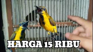 Harga 15 ribu Review stok burung ‼️ternyata harga di bawah 30 ribu sudah dapat burung gacor