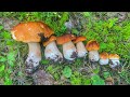 Белые грибы пошли в Ленинградской области  | Тихая охота на новом месте | Июль 2020