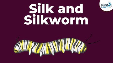 Silk and Silkworm | Fibre to Fabics | Don