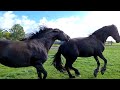 The foals are weaned. Eefje is back. Not all horses are at home. Friesian Horses.