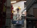 LFR Station 9 Treadmill workout #shorts