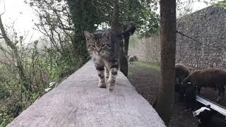 Birdsong, pups wall walk ...