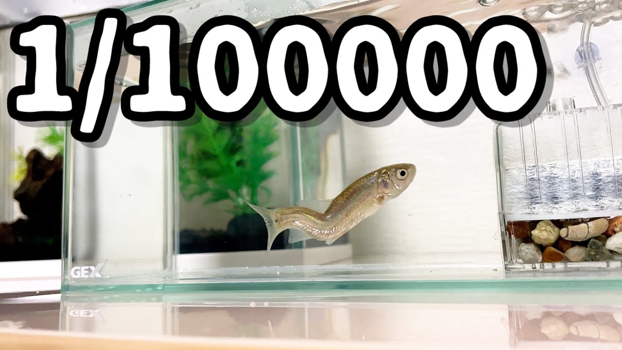 背骨が曲がった淡水魚を捕まえたので飼育してみます！