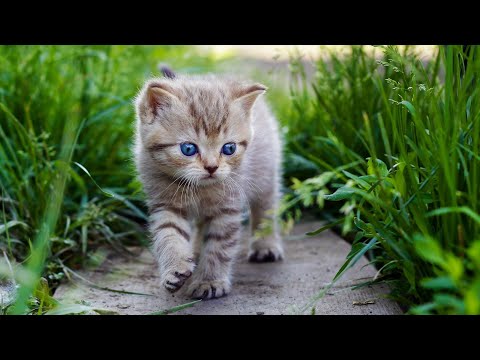 Почему глаза у котенка меняются на другой цвет