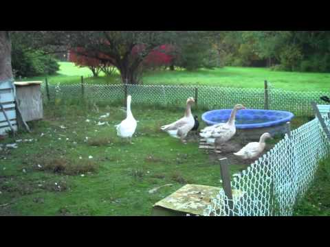 A Day in the Life of a Farmer at the Stack Family Farm