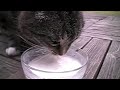 pussy sucks milk!