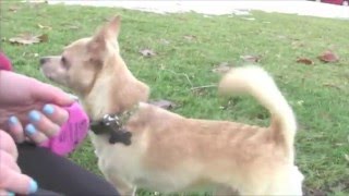 Chewys Day At The Park