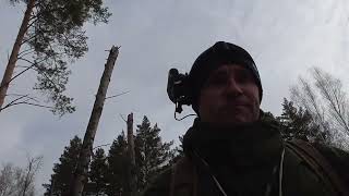 видео: Прогулка по лесу за городом картинка: Прогулка по лесу за городом